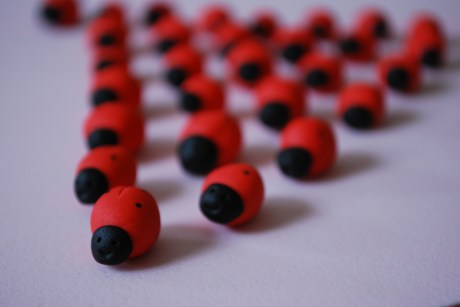 ladybugs